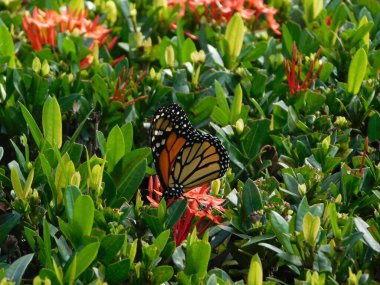 Monarşik kral kelebeği ve tropikal ve subtropikal ormanlarda bulunur. Orta büyüklüktedirler, kanat desenleri genellikle siyah, beyaz ya da mavi işaretler içerir..