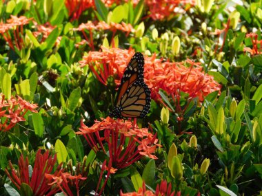 Monarşik kral kelebeği ve tropikal ve subtropikal ormanlarda bulunur. Orta büyüklüktedirler, kanat desenleri genellikle siyah, beyaz ya da mavi işaretler içerir..