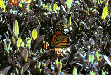 Monarşik kral kelebeği ve tropikal ve subtropikal ormanlarda bulunur. Orta büyüklüktedirler, kanat desenleri genellikle siyah, beyaz ya da mavi işaretler içerir..