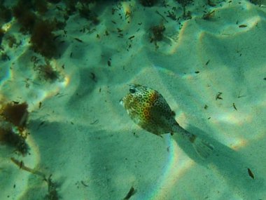 Bal peteği Cowfish (Acanthostracion polygonius), sandık balığı olarak da bilinir. Gözlerinin üstündeki iki dikenden ve vücudundaki bal peteği deseninden kolayca tanımlanabilir.. 