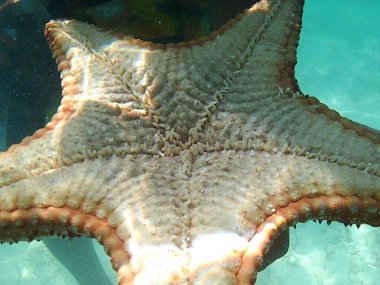 Oreaster reticulatus, Oreasteridae familyasından bir denizyıldızı türü olan Oreasteridae familyasından bir denizyıldızı türüdür. Batı Atlantik Okyanusu ve Karayip Denizi 'ndeki sığ sularda bulunur.
