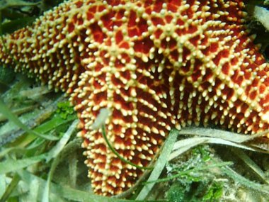 Oreaster reticulatus, commonly known as the red cushion sea star or the West Indian sea star, is a species of marine invertebrate, a starfish in the family Oreasteridae. It is found in shallow water in the western Atlantic Ocean and the Caribbean Sea clipart