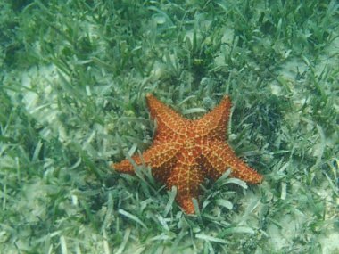 Oreaster reticulatus, commonly known as the red cushion sea star or the West Indian sea star, is a species of marine invertebrate, a starfish in the family Oreasteridae. It is found in shallow water in the western Atlantic Ocean and the Caribbean Sea clipart