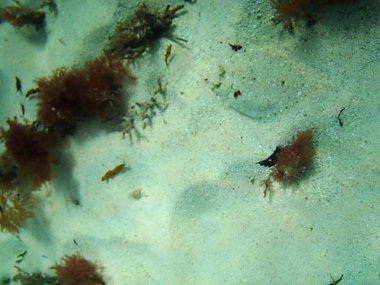 Bothus ocellatus, Atlantik 'in batısında, özellikle Karayip Denizi' nde, Meksika Körfezi 'nde ve Orta ve Güney Amerika kıyıları boyunca bulunan küçük bir solcu balıktır. Kumlu ya da çamurlu bir yerde yaşar. 