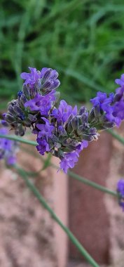 Lavanta tozluklu arılar ve yaban arıları