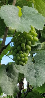 Güney Moravya 'daki üzüm bağları ve üzüm bağlarının verimi