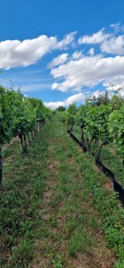 Güney Moravya 'daki üzüm bağları ve üzüm bağlarının verimi