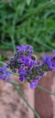 Lavanta tozluklu arılar ve yaban arıları