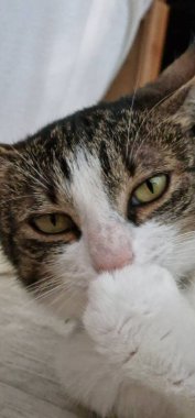 ev kedisi kürkünü temizliyor