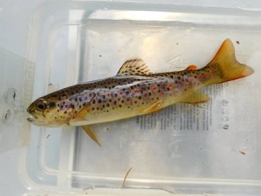 brown trout in bohemian forest survey of Czech populations, Salmo trutta European species of salmonid fish  widely introduced into suitable environments globally clipart