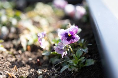 garden pansy type of large-flowered hybrid plant cultivated as a garden flower. It is derived by hybridization from several species in the section Melanium of the genus Viola tricolor var. hortensis clipart