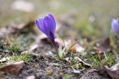 Bahar ekini, Iridaceae Ailesi 'ndeki dev crocus vernus türleri, Alplere, Pirene' lere ve Balkanlar 'a özgü. Tarlaları ve Crocus çeşnisi (Hollanda kruvazörü) süs bitkisi olarak kullanılır.