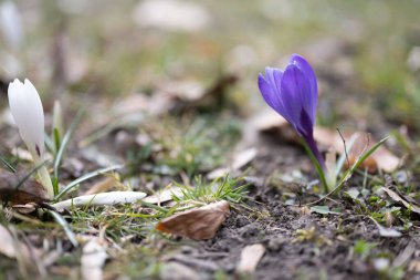 Bahar ekini, Iridaceae Ailesi 'ndeki dev crocus vernus türleri, Alplere, Pirene' lere ve Balkanlar 'a özgü. Tarlaları ve Crocus çeşnisi (Hollanda kruvazörü) süs bitkisi olarak kullanılır.