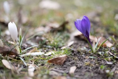 Bahar ekini, Iridaceae Ailesi 'ndeki dev crocus vernus türleri, Alplere, Pirene' lere ve Balkanlar 'a özgü. Tarlaları ve Crocus çeşnisi (Hollanda kruvazörü) süs bitkisi olarak kullanılır.