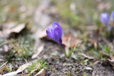 Bahar ekini, Iridaceae Ailesi 'ndeki dev crocus vernus türleri, Alplere, Pirene' lere ve Balkanlar 'a özgü. Tarlaları ve Crocus çeşnisi (Hollanda kruvazörü) süs bitkisi olarak kullanılır.