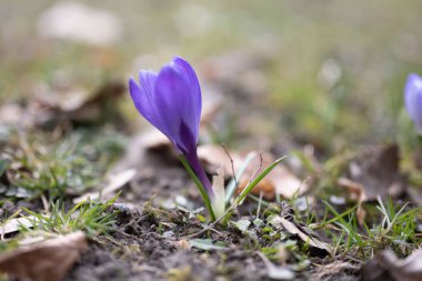 Bahar ekini, Iridaceae Ailesi 'ndeki dev crocus vernus türleri, Alplere, Pirene' lere ve Balkanlar 'a özgü. Tarlaları ve Crocus çeşnisi (Hollanda kruvazörü) süs bitkisi olarak kullanılır.