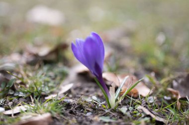 Bahar ekini, Iridaceae Ailesi 'ndeki dev crocus vernus türleri, Alplere, Pirene' lere ve Balkanlar 'a özgü. Tarlaları ve Crocus çeşnisi (Hollanda kruvazörü) süs bitkisi olarak kullanılır.