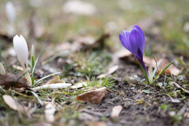 Bahar ekini, Iridaceae Ailesi 'ndeki dev crocus vernus türleri, Alplere, Pirene' lere ve Balkanlar 'a özgü. Tarlaları ve Crocus çeşnisi (Hollanda kruvazörü) süs bitkisi olarak kullanılır.