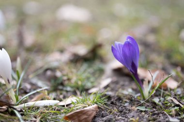 Bahar ekini, Iridaceae Ailesi 'ndeki dev crocus vernus türleri, Alplere, Pirene' lere ve Balkanlar 'a özgü. Tarlaları ve Crocus çeşnisi (Hollanda kruvazörü) süs bitkisi olarak kullanılır.