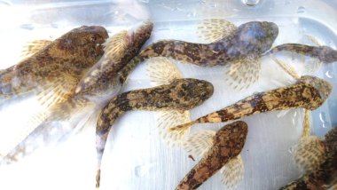  cottus gobio European bullhead is a freshwater fish that is widely distributed in Europe, mainly in rivers. It is a member of the family Cottidae, a type of sculpin. It is also known as miller's thum clipart