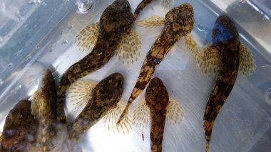  Cottus gobio European bullhead, Avrupa 'da çoğunlukla nehirlerde dağıtılan bir tatlı su balığıdır. Cottidae familyasının bir üyesidir ve bir tür heykeltraştır. Miller 's Thum olarak da bilinir.