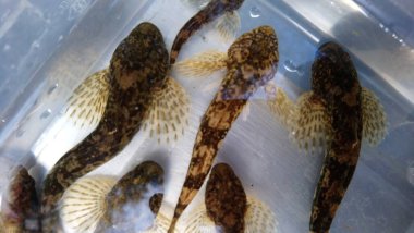 Cottus gobio European bullhead, Avrupa 'da çoğunlukla nehirlerde dağıtılan bir tatlı su balığıdır. Cottidae familyasının bir üyesidir ve bir tür heykeltraştır. Miller 's Thum olarak da bilinir.