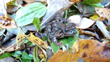 Kahverengi Rana kurbağaları göletler, akarsular ve bataklıklar gibi tatlı su ortamlarında bulunan orta büyüklükteki amfibyumlardır. Kayalar ve yaprak yığınları arasında kamuflaj sağlayan benekli kahverengi renklere sahipler. Bu kurbağalar etoburdur, böceklerle beslenirler., 