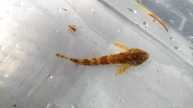  Cottus gobio European bullhead, Avrupa 'da çoğunlukla nehirlerde dağıtılan bir tatlı su balığıdır. Cottidae familyasının bir üyesidir ve bir tür heykeltraştır. Miller 's Thum olarak da bilinir.