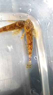  Cottus gobio European bullhead, Avrupa 'da çoğunlukla nehirlerde dağıtılan bir tatlı su balığıdır. Cottidae familyasının bir üyesidir ve bir tür heykeltraştır. Miller 's Thum olarak da bilinir.