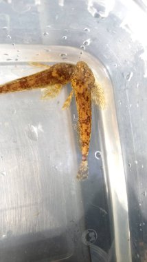  Cottus gobio European bullhead, Avrupa 'da çoğunlukla nehirlerde dağıtılan bir tatlı su balığıdır. Cottidae familyasının bir üyesidir ve bir tür heykeltraştır. Miller 's Thum olarak da bilinir.