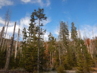 Ormanın sonbahar manzarası Bohemina Ormanı Sumava Ulusal Parkı 
