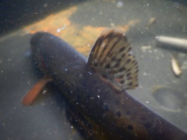 Kahverengi alabalık (