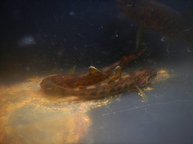 Kahverengi alabalık (