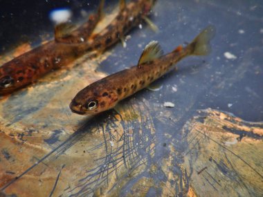 Kahverengi alabalık (