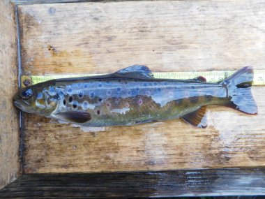 Çek popülasyonlarının bohem orman araştırmalarında kahverengi alabalık, Salmo trutta Avrupa 'da yaygın olarak uygun ortamlara sokulmuş somon balığı türleri