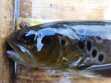 Çek popülasyonlarının bohem orman araştırmalarında kahverengi alabalık, Salmo trutta Avrupa 'da yaygın olarak uygun ortamlara sokulmuş somon balığı türleri