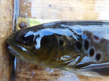 Çek popülasyonlarının bohem orman araştırmalarında kahverengi alabalık, Salmo trutta Avrupa 'da yaygın olarak uygun ortamlara sokulmuş somon balığı türleri