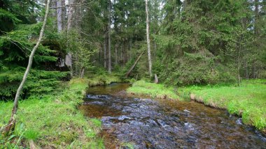 Ormanın sonbahar manzarası Bohemina Ormanı Sumava Ulusal Parkı 