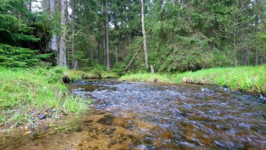 Ormanın sonbahar manzarası Bohemina Ormanı Sumava Ulusal Parkı 