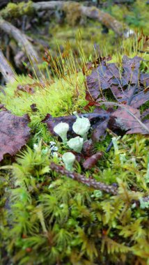 Cladonia fimbriata or the trumpet cup lichen is a species cup lichen belonging to the family Cladoniaceae may be found growing on humus rich soil, among mosses, on rotting logs and stumps, and on tree clipart