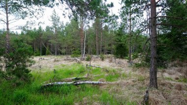 Ormanın sonbahar manzarası Bohemina Ormanı Sumava Ulusal Parkı 