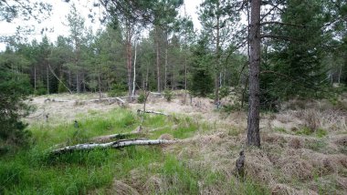 Ormanın sonbahar manzarası Bohemina Ormanı Sumava Ulusal Parkı 