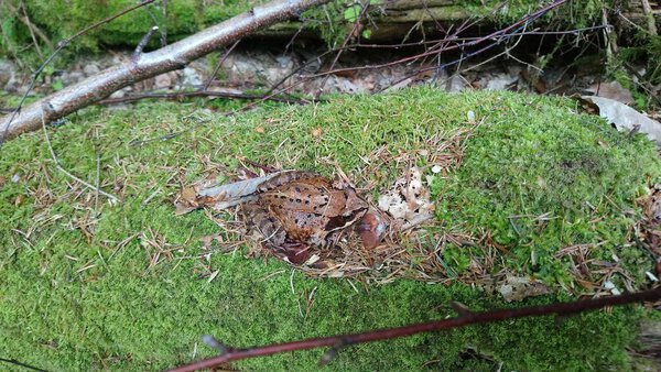 Коричневые лягушки Рана являются амфибиями среднего размера, обитающими в пресноводных средах обитания, таких как пруды, ручьи и болота. Они имеют пятнистую коричневую окраску, которая обеспечивает камуфляж среди скал и листьев мусора. Эти лягушки плотоядные, питаются насекомыми., 