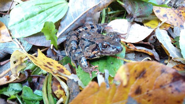 Коричневые лягушки Рана являются амфибиями среднего размера, обитающими в пресноводных средах обитания, таких как пруды, ручьи и болота. Они имеют пятнистую коричневую окраску, которая обеспечивает камуфляж среди скал и листьев мусора. Эти лягушки плотоядные, питаются насекомыми., 