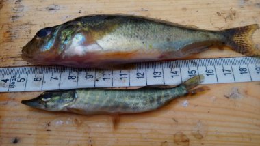 Ruffe Gymnocephalus cernua ve küçük çocuk Pike Esox Lucius.