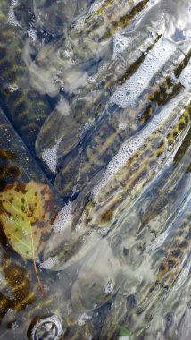 Norhtern Pike, esox lucius yırtıcı türleri tatlı su deposuna dolduruyor.