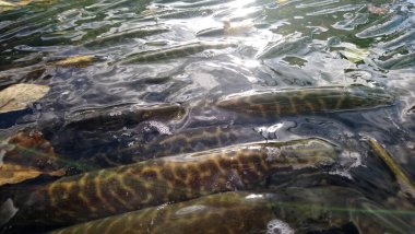 Norhtern Pike, esox lucius yırtıcı türleri tatlı su deposuna dolduruyor.