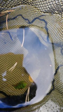 Silurus glanis, Baltık, Karadeniz ve Hazar Denizi 'nin havzalarında, Orta, Güney ve Doğu Avrupa' nın geniş kesimlerine özgü büyük bir balık türü.