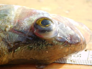 european perch perca fluviatilis specimen with big eye being dissect for parasites clipart