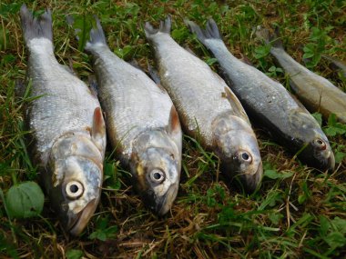 Yılan lökosisküs aspius tatlı su yırtıcı cyprinid türlerinin avı